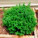 8 x 800+ Seeds Oregano - Herb Green