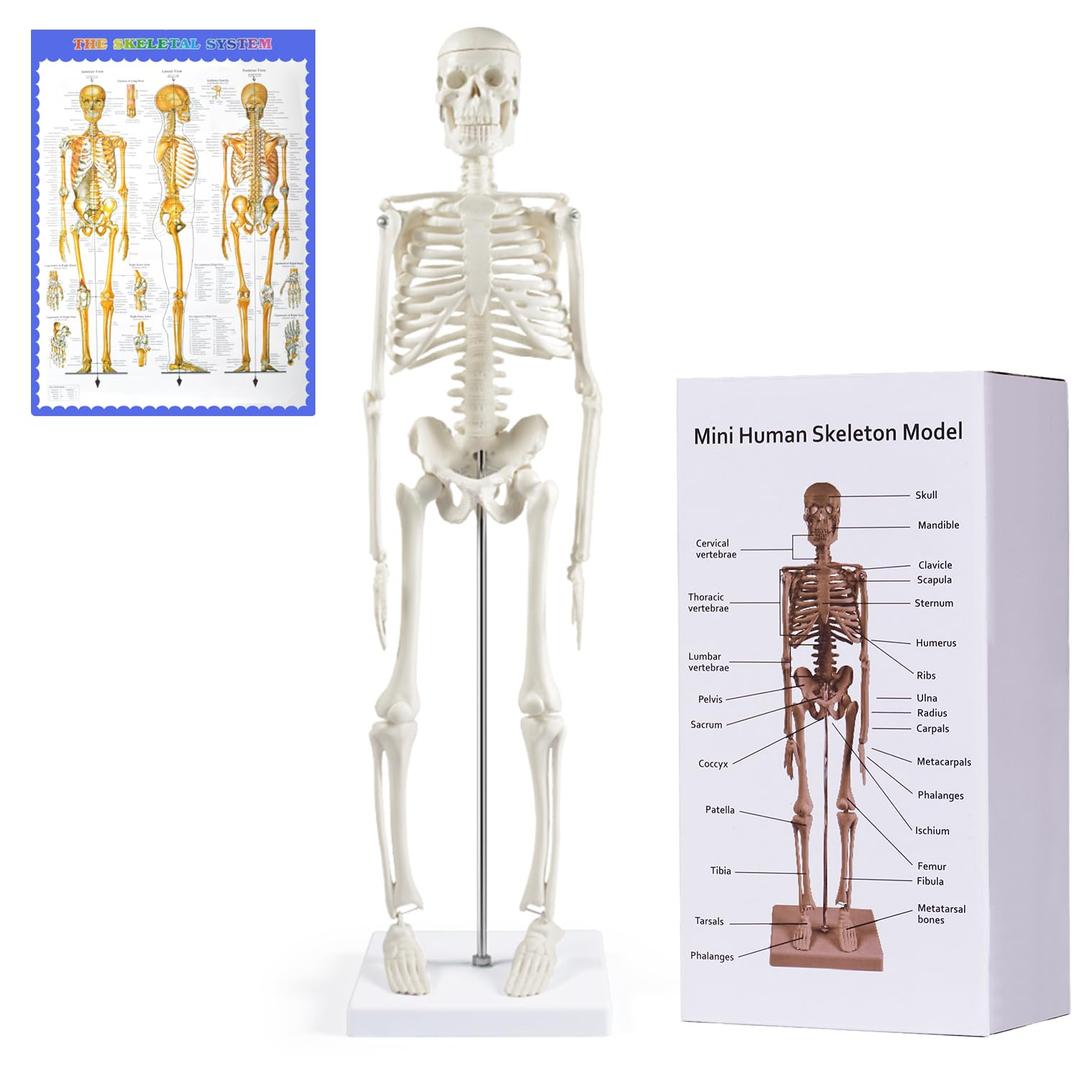 NLShan Human Skeleton Model for Anatomy: Scientific Model with Movable Arms, Legs & Display Stand - 17" Mini Human Skeleton Model for Study and Display