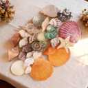 Natural Mixed Beach Seashells and Starfish Kit, Various Sizes Ocean Conch Shells for Beach Theme Party, Home Decor, Fish Tank Aquarium, Wedding Decor & DIY Crafts
