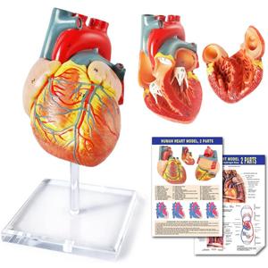 Human Heart Model For Anatomy - 2 Part Life Size Medical Heart Model