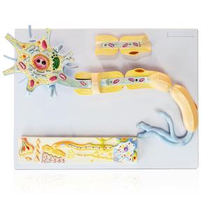Neuron Anatomy Model, 2 Parts 3000X Enlarged Nerve Cell Model