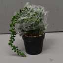 Fake Hanging Plants, 2pcs Artificial Potted Greenery Faux Eucalyptus Vine Fern and String of Pearls in Pot for Home Room Wall Shelf Patio Garden Indoor Outdoor Decor