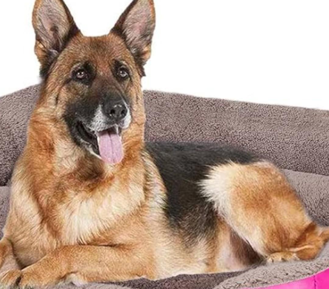 PUPPBUDD Dog Beds for Medium Dogs, Washable Dog Bed Comfortable and Breathable Pet Bed Rectangle Warming Dog Bed for Medium Dogs