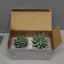 Der Rose Set of 2 Succulents Plants Artificial Fake Cactus Plants for Living Room Bathroom Bedroom Aesthetic Home Shelf Decor