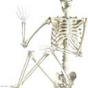 ArtCreativity 6ft Halloween Skeleton Decor, Posable Skeleton Life Size, Plastic Skeletons for Halloween Decorations Indoor and Outdoor - Full Size Skeletons for Haunted House Props