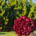 Letjolt Ranunculus Artificial Flower 18 Pcs Red Silk Ranunculus Wedding Bouquet Engagement Centerpieces Arrangements Bridal Shower Decorations Home Decor, Dark Red