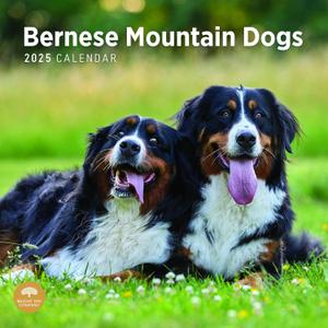 2025 Bernese Mountain Dogs Monthly Wall Calendar by Bright Day, 12 x 12 Inch Cute Dog Breed Gift