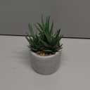 Bambeco 16in Aloe Plant