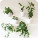PlantPod Luxe - Self-Watering Wall Planters (Set of 6) - Easy to Water and Install - Lightweight - Design Your Own Vertical Garden - Wall Planters for Indoor Plants (6 Pack)