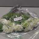 DILATATA Faux Hydrangea Flowers 24" White Artificial Hydrangea Spray with 3 Flower Heads, 5 Per Bag.Faux Hydrangeas Plastic Flowers Fake Hydrangeas for Indoor Outdoor Wedding Table Centerpieces Decor