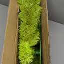 5 FT Whimsical Lime Green Christmas Tree Christmas Decoration Curved Plastic Artificial Tree with Red Ball Ornament Metal Base Xmas Flexible Branches Wrapped for Yard Indoor Home