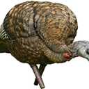 Avian X LCD Feeder Hen Turkey Decoy