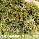 5 x Dried Forest Moss for Plants 5.3oz / 3qt, Green Orchid Sphagnum Moss, Long Fibered Dried Moss for Succulents Garden Flowers Pot and Reptiles