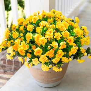 HyeFlora Artificial Fake Flowers Plants for Spring Outdoor Outside Decor, Faux Silk Yellow Camellia UV Resistant Realistic for Planter Front Door Porch Patio Balcony Decoration, 3 Large Bundles