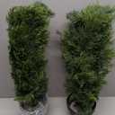 3FT Artificial Cedar Topiary Trees,2 Pack UV Resistant Faux Pine Tree Real Touch Cedar Tree Faux Plants Potted, Evergreen Tree for Outdoor Indoor Door Garden Farmhouse Home Decoration, 
Product Dimensions	24.6"D x 24.6"W x 47.6"H