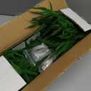 2Pcs 6 Ft Artificial Norfolk Pine Garland with 50 LED Lights, Winter Pine Christmas Garland with Lights, Real Touch Faux Greenery Garland for Mantle Fireplace, Table,Window, Outdoor Christmas Decorations