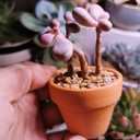 Yishang mini Terracotta Pots with Drainage Holes - 1.5 inches Tiny Clay Nursery Pots for Indoor/Outdoor Mini Plant, DIY Crafts, Wedding Favors(10 Pack)