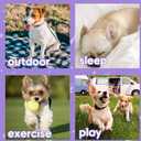 Dog Shirts for Small Dogs Boy Girl 2 Pack Stretchy Lightweight Spring Calm Puppy Clothes Breathable Tshirts for Medium Dogs Purple Size S for Easter,S- Chest 15"