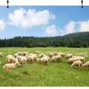 BELECO 7x5ft Fabric Rural Sheep Pasture Backdrop Flock of Sheep Lamb Grazing, Green Farm Meadow Hills Shepherd Photography Background for Party Decorations Photo Booth Studio Props Wallpaper