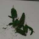 16pcs Mini Pine Trees, Model Pine Tree Decor Diorama Miniature Landscape Trees for DIY Scenery, Diorama Supplies (Natural Green)