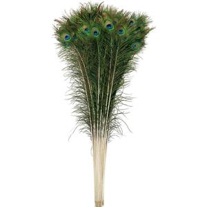 10 Pcs Natural Peacock Feathers : Various Sizes (45-50)