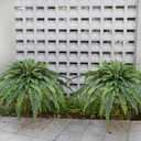 Artificial Ferns for Outdoors, 68" Fake Fern Artificial Plants Large, UV Resistant Faux Boston Fern Suitable for Porch Planters Home Indoors Entrance Patio Garden Porch (1 Stem)