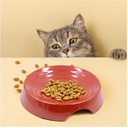 Cat Bowls, Whisker Friendly Cat Food Bowl for Indoor Cats, Reliefs Whisker Fatigue, Wide Pet Bowl, Non Slip Pet Feeding Bowls, Shallow Kitten Dish