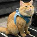 Best Pet Supplies Voyager Step-in Air Harness - All Weather Mesh, Reflective, No Pull Harness for Dogs, Cats - Secure with Hook & Loop Fastener, Buckle, Double D-Rings - Baby Blue, L