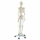 Total Tactic AP2181 Medical School Human Anatomy Class Life-Size Skeleton Model