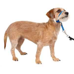 PetSafe Gentle Leader Headcollar No-Pull Dog Collar - Helps Improve Walks - Durable Nylon Construction - Padded Nose Loop - Adjustable Fit - Comfort Walking Halter - Small, Royal Blue