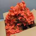 Fcotsm 2 Bundles Outdoor Garden Decor