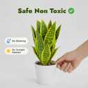 Artificial Snake Plants in White Pot, 15.5'' Sansevieria Potted Plant, Modern Fake Greenery for Desk, Indoor Decoration for Office, Bathroom Home Decor (Green & Yellow -2)