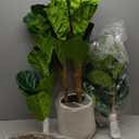 Artificial Fiddle Leaf Fig Tree in Modern White Planter, 5ft Large Fake Tree with 3 Sturdy Trunks, Fake Plants Faux Fig Tree with Moss, Lifelike Tall Artificial Plants Indoor for Office Home Decor
