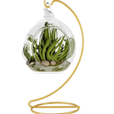 Ornament Display Stand, Iron Pothook Stand for Hanging Glass Globe Air Plant Terrarium, Witch Ball, Christmas Ornament and Home Wedding Decoration (1, 9x4" Gold)