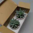 Der Rose Set of 2 Succulents Plants Artificial Fake Cactus Plants for Living Room Bathroom Bedroom Aesthetic Home Shelf Decor