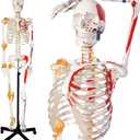 2025 New Human Skeleton Model, Medical Anatomical Life Size Skeleton Replica with Spinal Nerves, Muscle Insertion and Origin Points,Joint Ligaments,Includes Rolling Stand,for Doctors, Students
