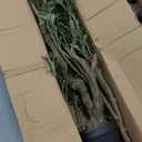 Artificial Tree Faux Olive Tree 8ft Tall Fake Olive Plant in Pot Fake Silk Tree Faux Plants Indoor