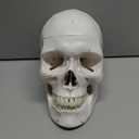 EVOTECH SCIENTIFIC Classic Numbered Human Skull Model, Life Size 9" Medical Quality-3 Part-W/Sutures Painted, 54pcs Labeled Numbered for Medical Student Shows Most Major Foramen Fossa and Canals