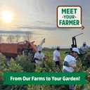 5 x Back to The Roots 100% Organic Seed Packet - Basil 'Culinary Blend' 300mg