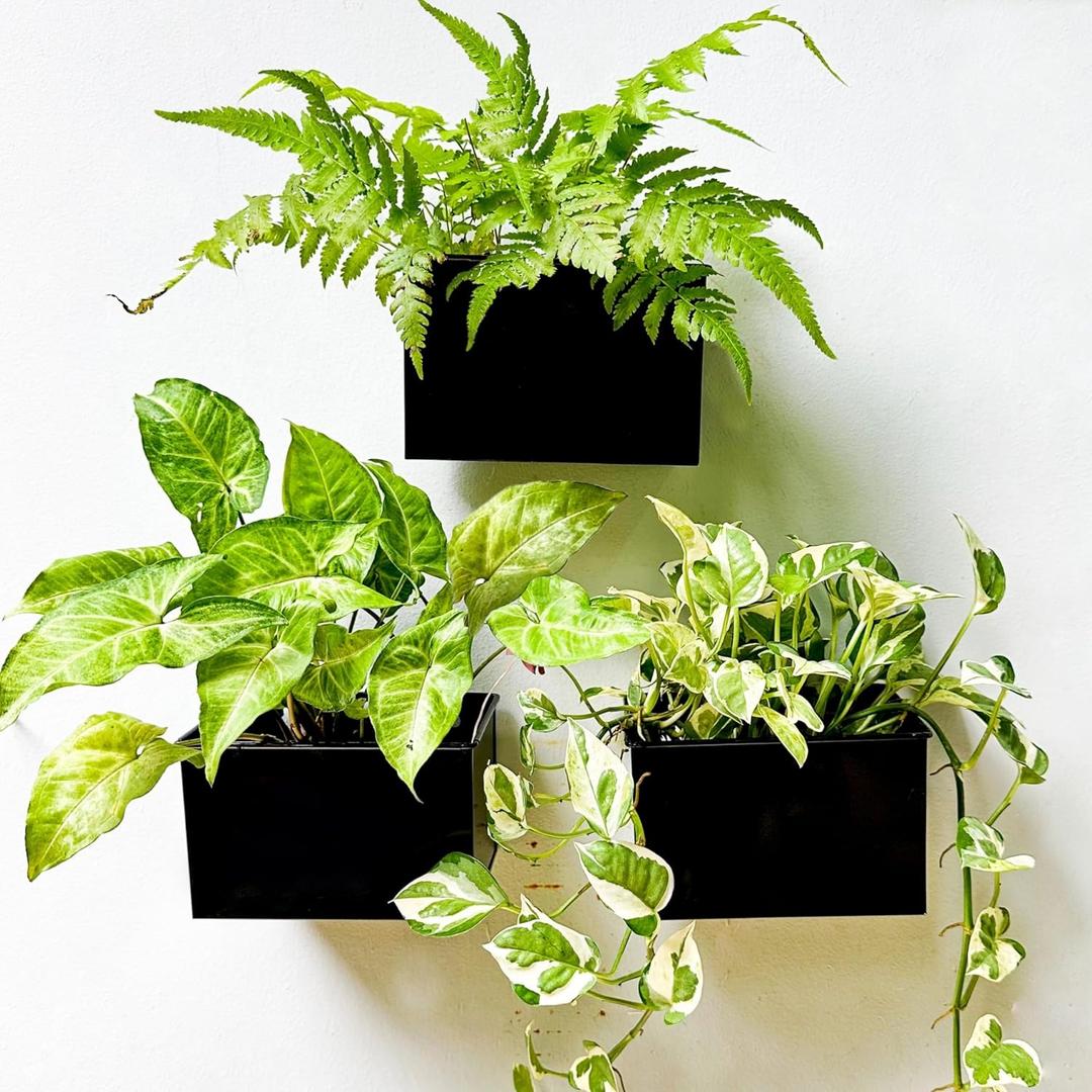 LaLaGreen Wall Planter (3 Pack, 6 Inch) Wall Mount Planters for Succulents Black, Rectangular Hanging Metal Flower Pot, Long Window Boxes Fence Air Plants Holders Floating Garden Shelf for Deck Indoor