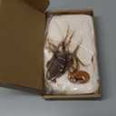 KEYDUACU Capybara Juniors Pencil Case - Large Capacity School Supplies Bag with Pencil Set and 10 Color Pencil Case (Beige)