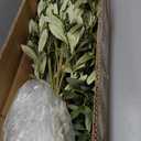 8ft Artificial Olive Tree  Large Faux Olive Plant Indoor with Pot, Lifelike Olive Trees Artificial Indoor, Tall Fake Olive Tree for Living Room Decor