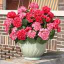 Artificial Geranium Fake Flowers for Outdoors Decoration, 6 Bundles Silk Geraniums Flower UV Resistant Look Real Faux Plants for Front Door Garden Porch Planter Patio Balcony Yard Indoor Home, Mix