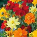Cosmos Bipinnatus Seeds Mix – 299pcs Bright Blooms Vibrant Annual Flowers – Ideal for Home Gardens & Outdoor Decoration (EXP 12/01/26)
