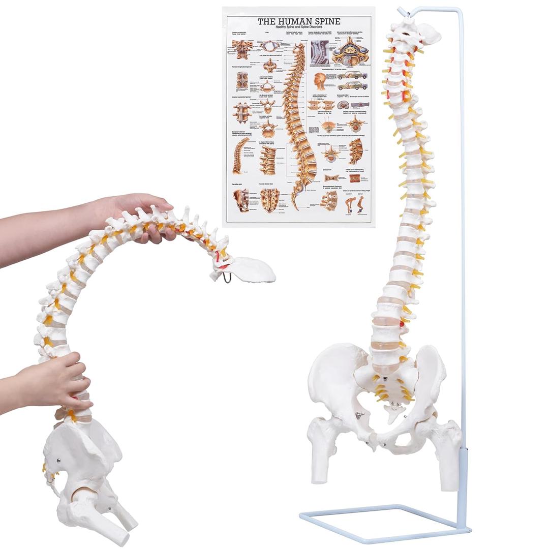 NLShan Flexible Spine Model, 34.6'' Life Size Human Spinal Cord Anatomical Model with Stand, for Science Study or Patient Education