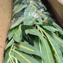 HOUSESET 5 ft Faux Bamboo Plant Outdoor 10 Pack, Fake Bamboo with Encrypted Leaves for Patio Garden Yard Decor, Privacy Artificial Bambooo Tree (5ft / 152cm)
