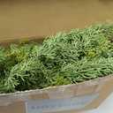 6.5FT Real Touch Christmas Garland with Lights & Timer, Realistic Lighted Green Cedar Garland Battery Operated, Lush Pine Needle Cypress Garland for Mantle, Table, Fireplace, Stairs Railing, Door