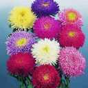 Seeds Aster Princess Mix - Annual Flowers for Planting - GMO Free