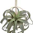 Artificial Air Plants 11 Inch Fake Hanging Plant Real Touch Lifelike Fake Succulents Plants for Home Garden Office Indoor Outdoor Decor (Green)