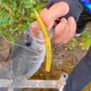 2 x Worm Soft Plastic Bait for Wacky Rig Fishing Lures 10pcs, 5inch (dark green)